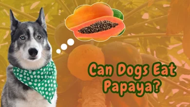 Can Dogs Eat Papaya?