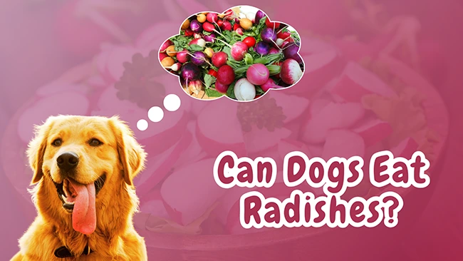 Can Dogs Eat Radishes?