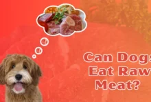 Can Dogs Eat Raw Meat?