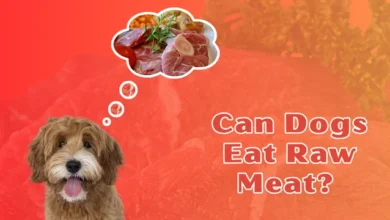 Can Dogs Eat Raw Meat?