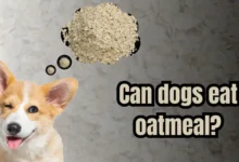 Can dogs eat oatmeal