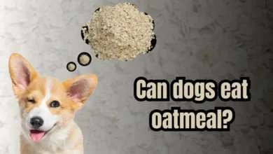 Can dogs eat oatmeal