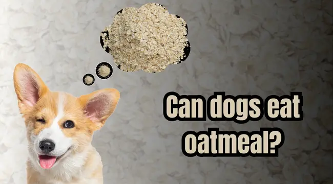 Can dogs eat oatmeal