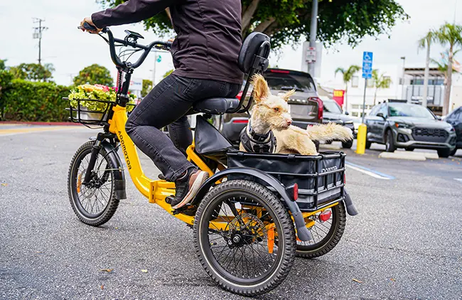 Electric Trike for Traveling with Your Dog