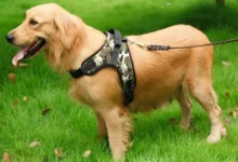 Guide to Choosing a dog harness