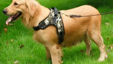 Guide to Choosing a dog harness