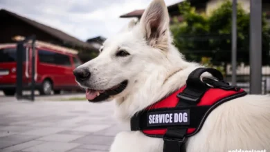 How Do I Get a Service Dog Certificate