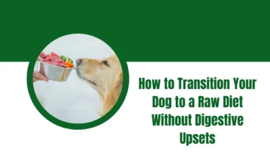 How to Transition Your Dog to a Raw Diet Without Digestive Upsets