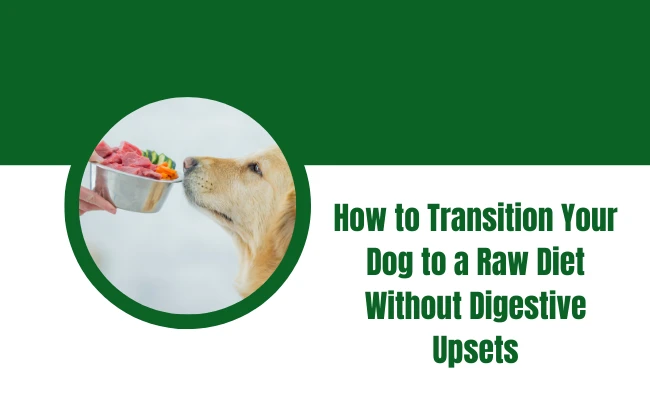 How to Transition Your Dog to a Raw Diet Without Digestive Upsets