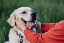 Recognizing Risks from Dog Bites