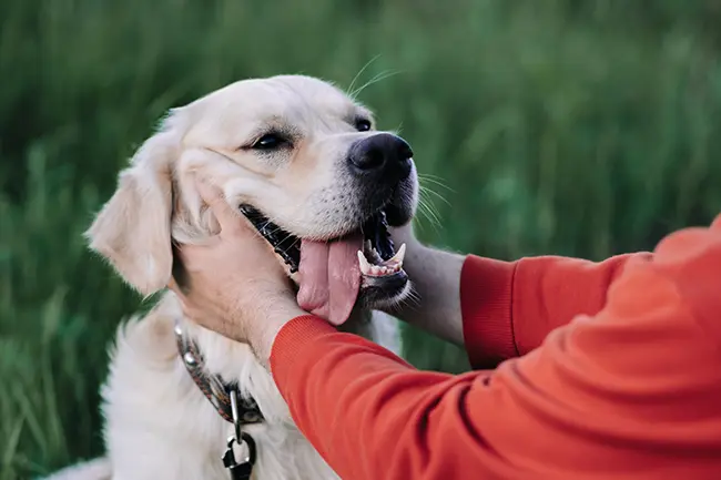 Recognizing Risks from Dog Bites