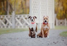 The Role of Foster Homes in Dog Rescue