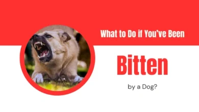 What to Do if You’ve Been Bitten by a Dog