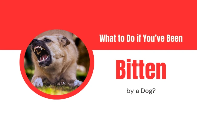 What to Do if You’ve Been Bitten by a Dog