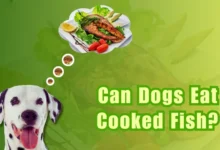 Can Dogs Eat Cooked Fish?