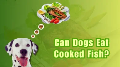 Can Dogs Eat Cooked Fish?