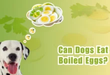 Can Dogs Eat Hard-Boiled Eggs?