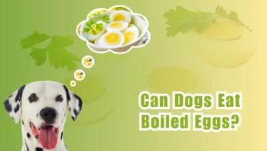 Can Dogs Eat Hard-Boiled Eggs?