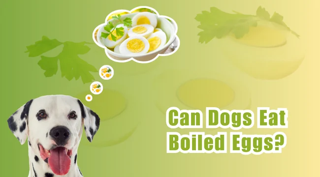 Can Dogs Eat Hard-Boiled Eggs?