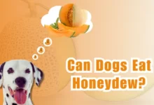 Can Dogs Eat Honeydew?