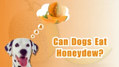 Can Dogs Eat Honeydew?