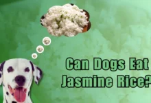 Can Dogs Eat Jasmine Rice?