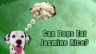 Can Dogs Eat Jasmine Rice?