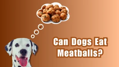 Can Dogs Eat Meatballs?