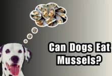 Can Dogs Eat Mussels?