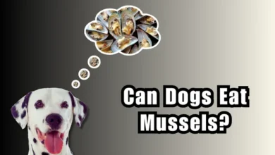 Can Dogs Eat Mussels?