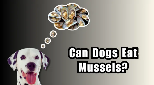 Can Dogs Eat Mussels?