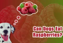 Can Dogs Eat Raspberries?