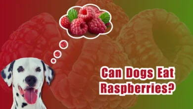 Can Dogs Eat Raspberries?