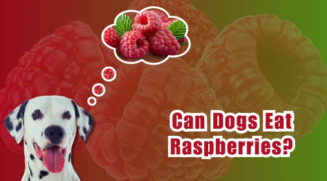 Can Dogs Eat Raspberries?