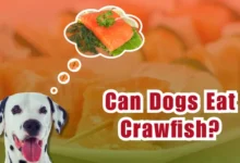 Can Dogs Eat Raw Fish