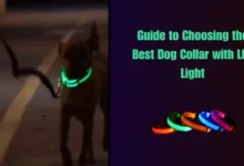 Dog Collar with LED Light