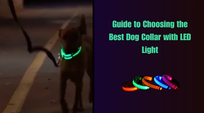 Dog Collar with LED Light