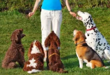 Dog Obedience School