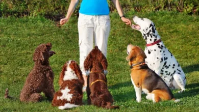 Dog Obedience School