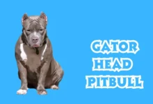 Gator Head Pitbull