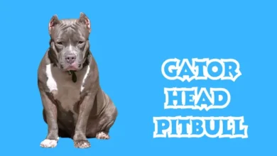 Gator Head Pitbull