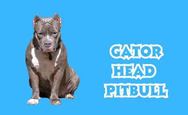 Gator Head Pitbull