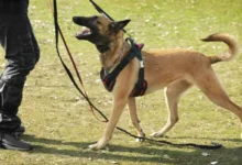 Harness for dog training