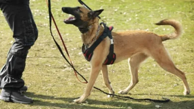 Harness for dog training