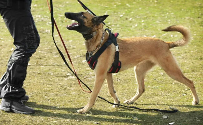 Harness for dog training