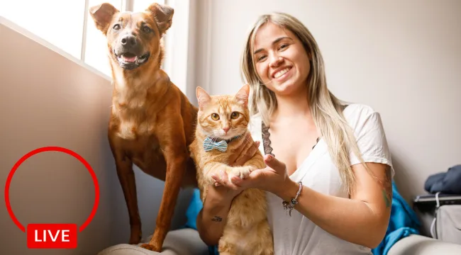 How to Market Your Pet Care Business on YouTube