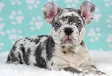 Lilac Merle French Bulldogs