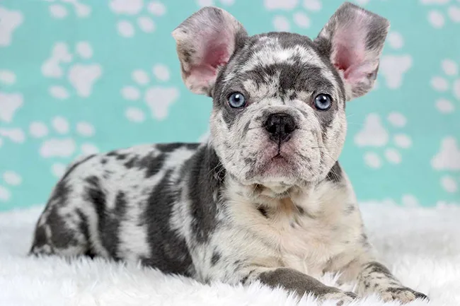 Lilac Merle French Bulldogs