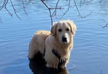 New England Goldens