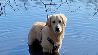 New England Goldens